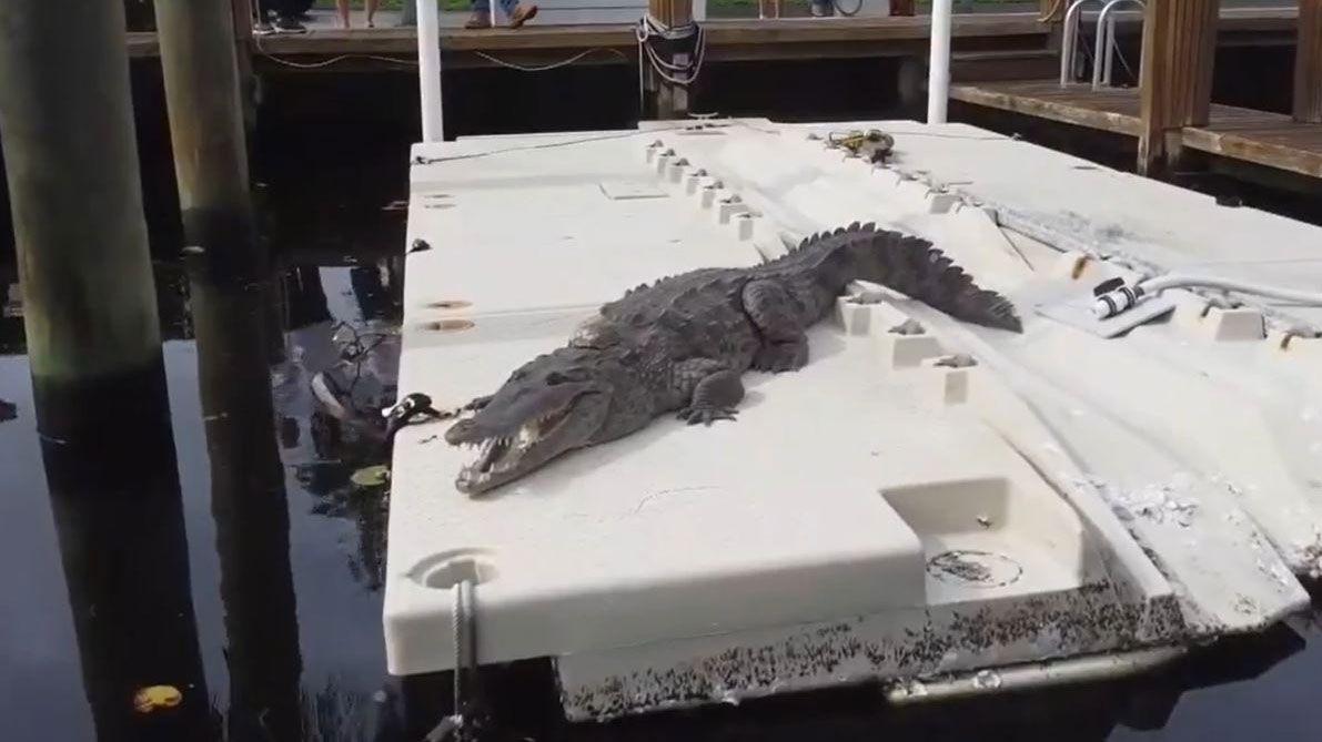 Crocodile spotted sunbathing at condo complex in Fort Lauderdale - Vimarsana News