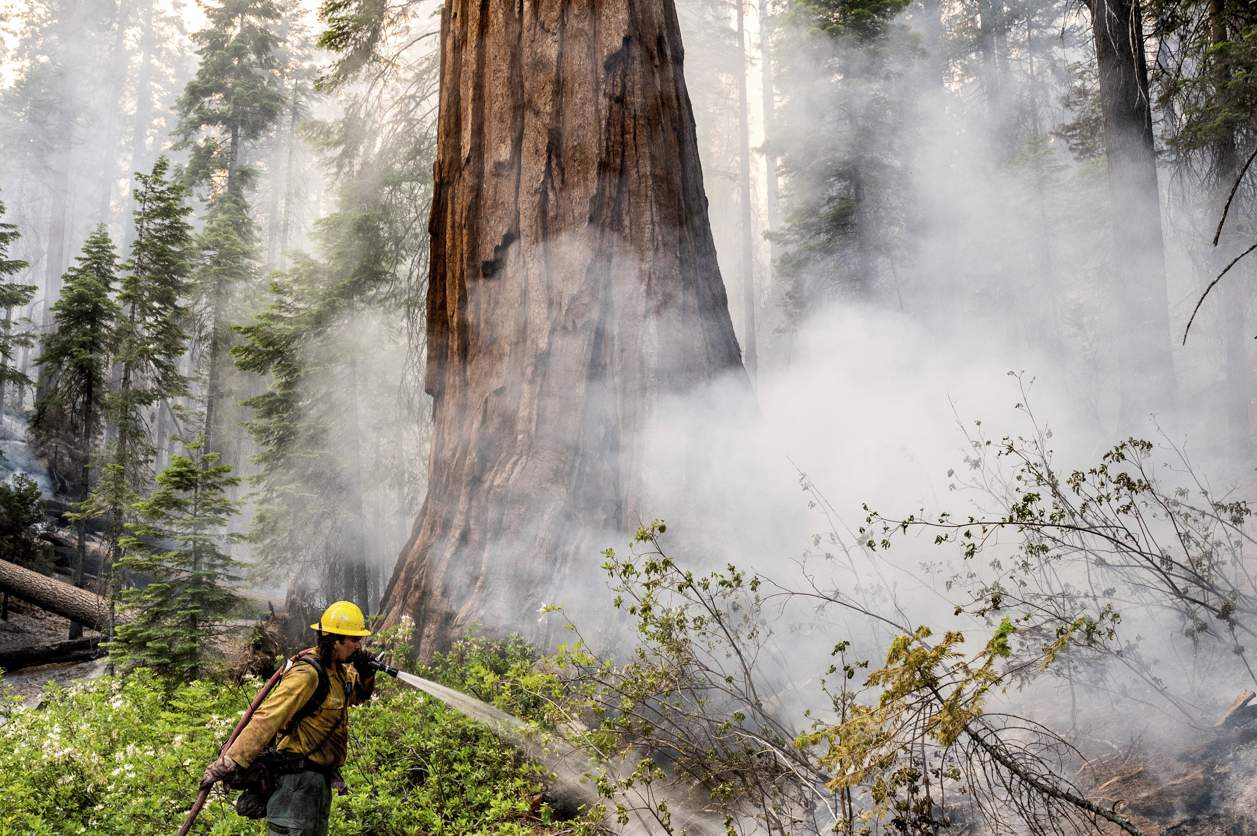 Yosemite fire grows as crews protect iconic sequoias - Vimarsana News
