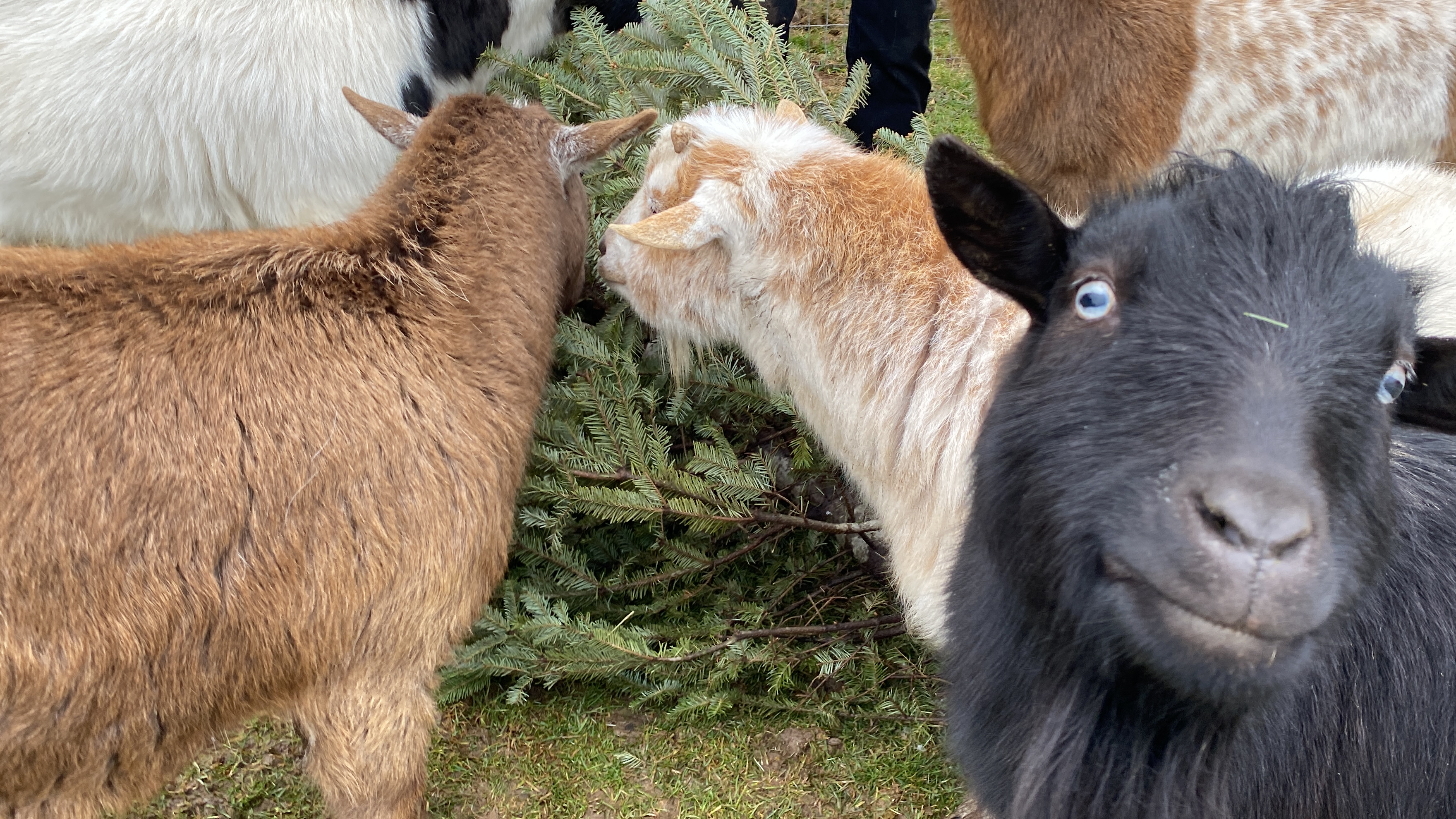 'Dried leaves are like potato chips for them': Goats love your Christmas trees - Vimarsana News