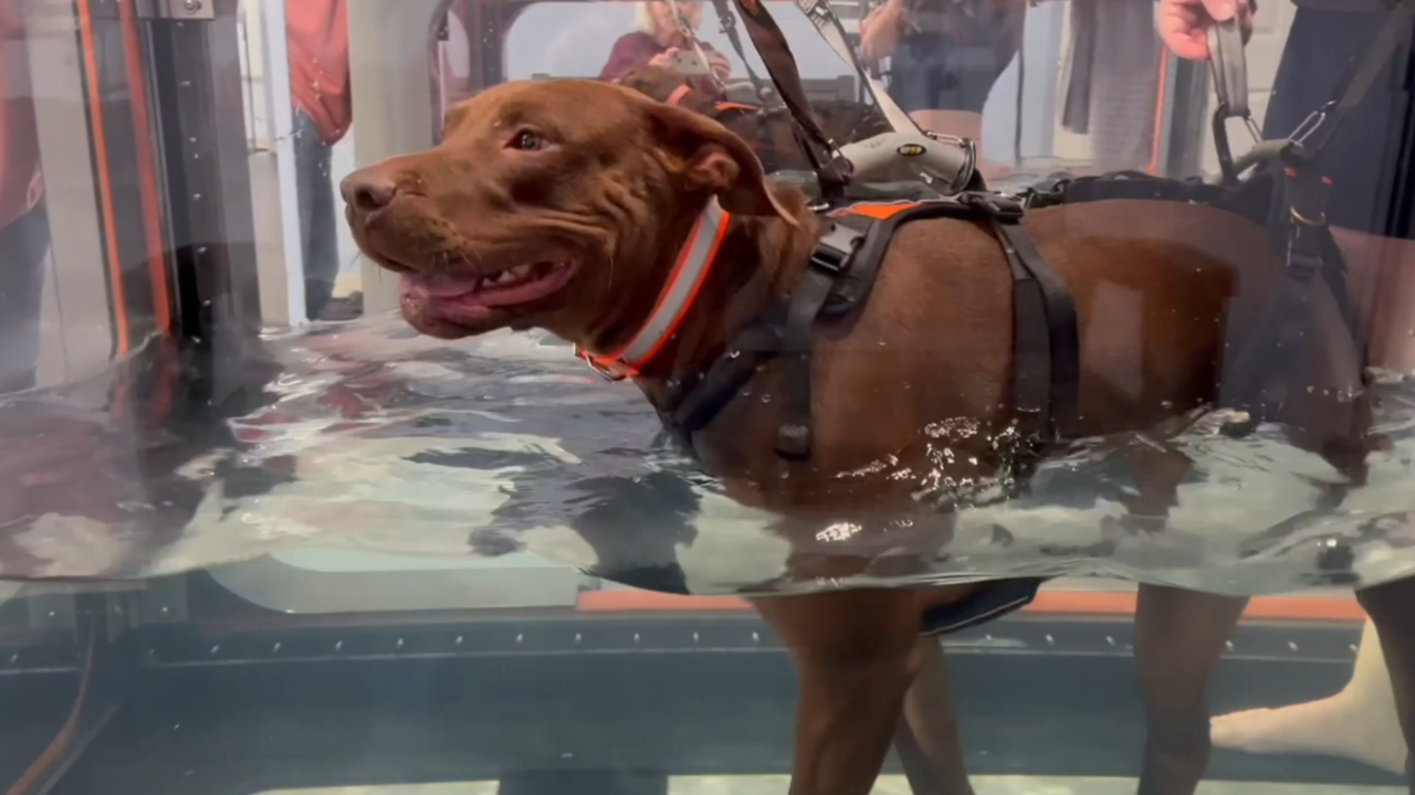 Dog given less than 5% chance to walk again defies odds - Vimarsana News