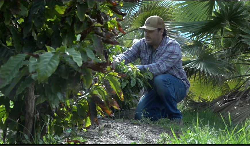 Cardiff resident a pioneer in California grown coffee - Vimarsana News