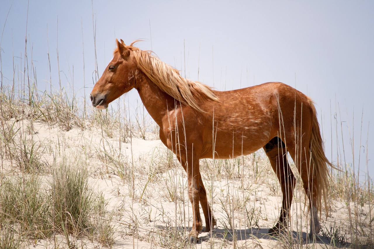 Wild horse rights advocates say 14 horses killed in Arizona - Vimarsana News