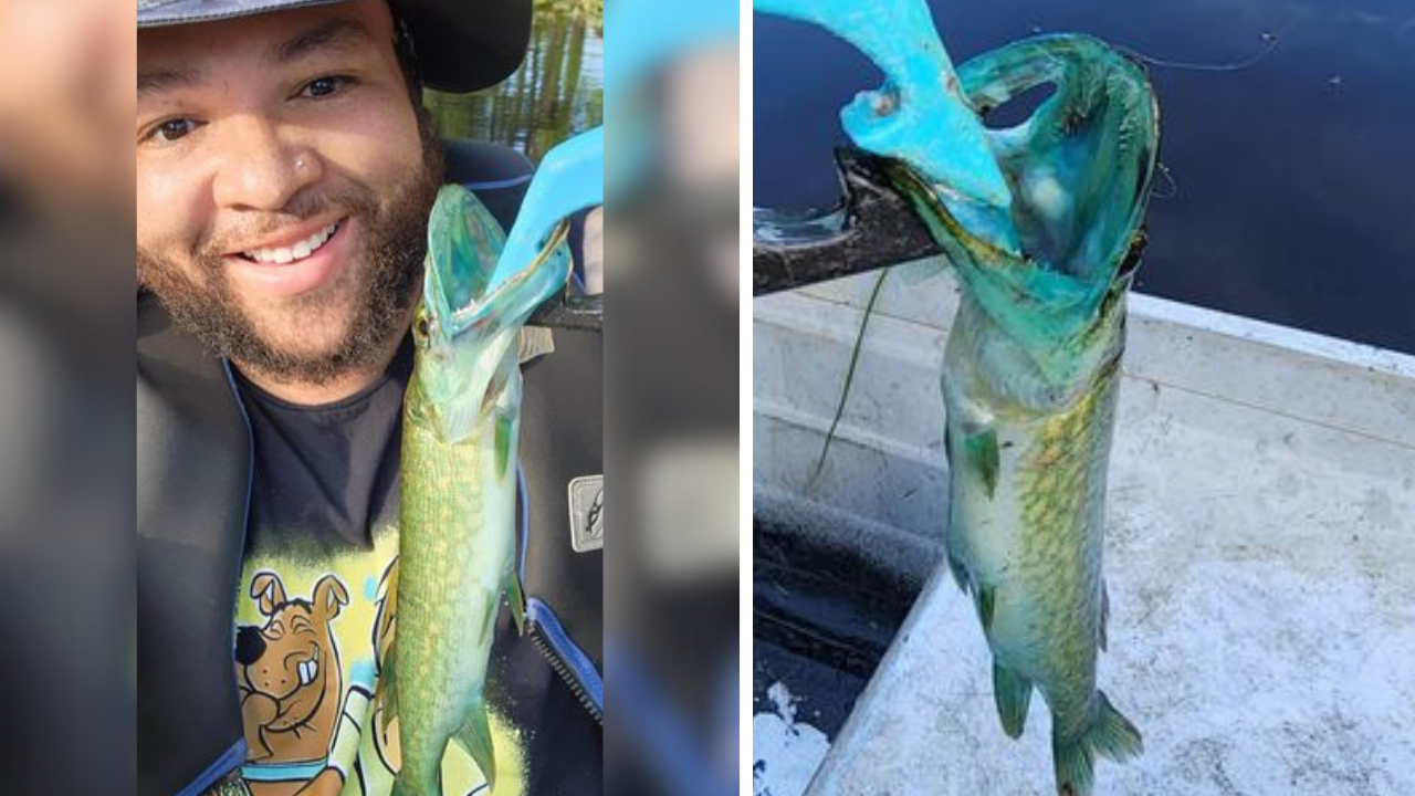 Man catches rare blue fish with 'wild mutation' in Virginia pond - Vimarsana News
