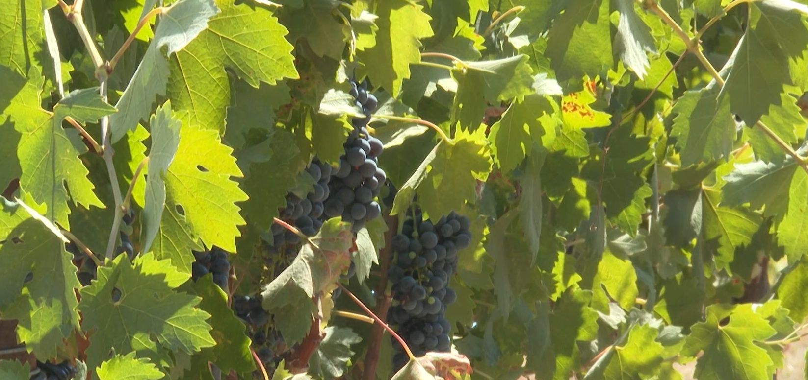 Winery fights back, distracted driving reminder, and fire training