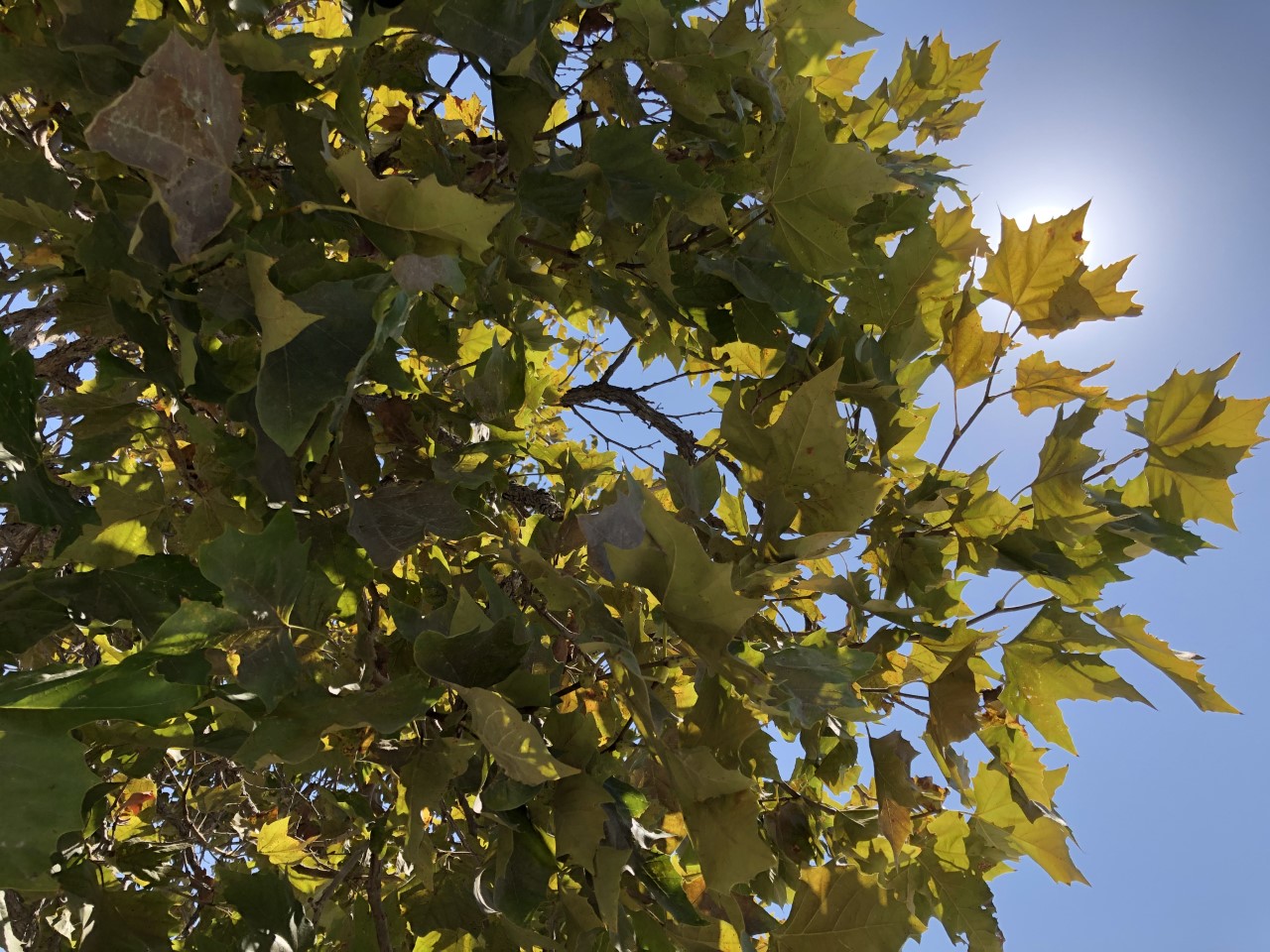 Heatwave to bake San Diego County's valleys, mountains this week - Vimarsana News