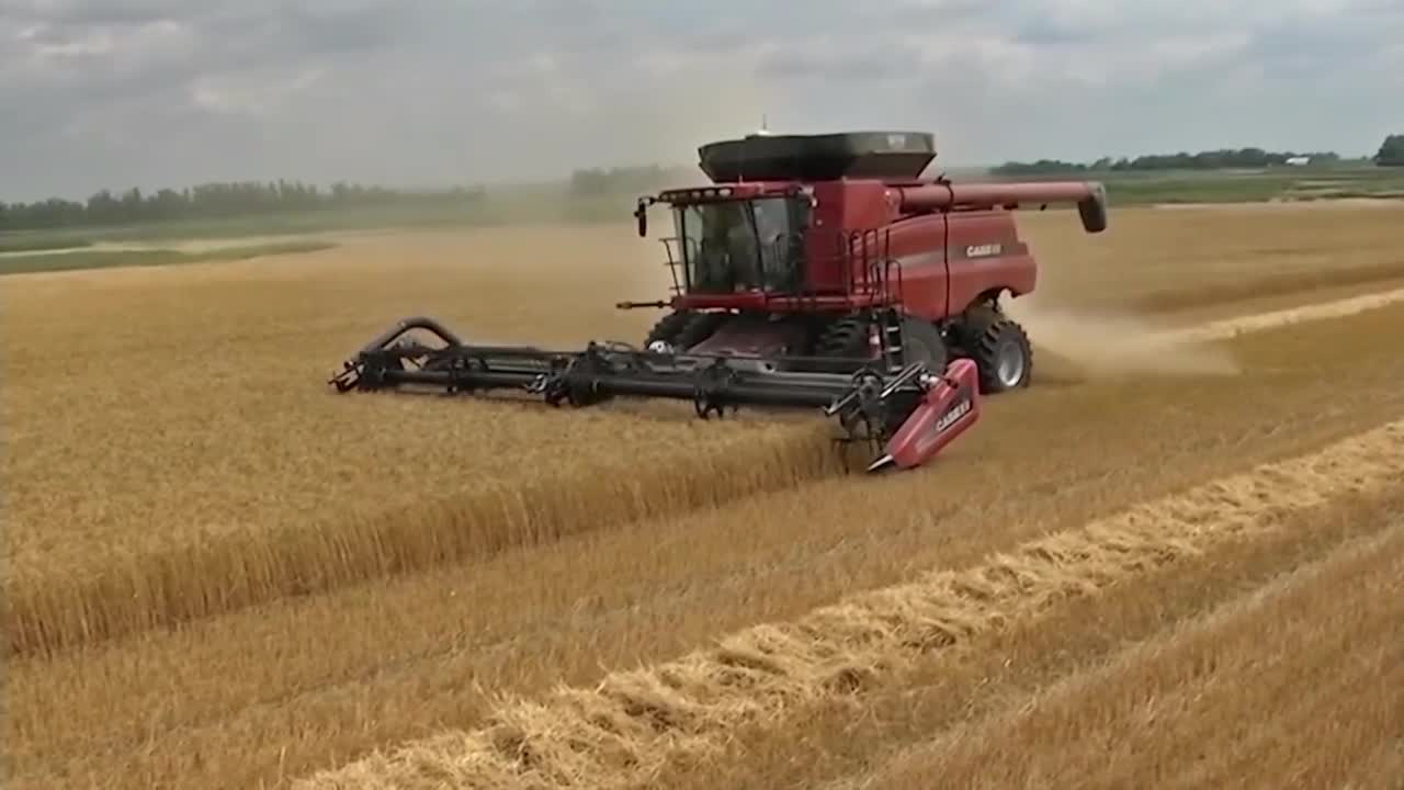 Montana Ag Network: Why Wheat Markets Are At 10-Year Highs - Vimarsana News