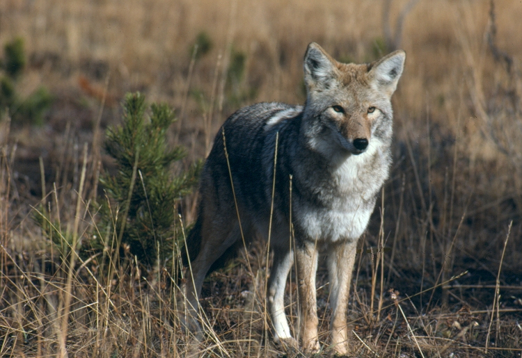 Carmel Mountain woman says coyote stalked her 2 dogs on walk home - Vimarsana News