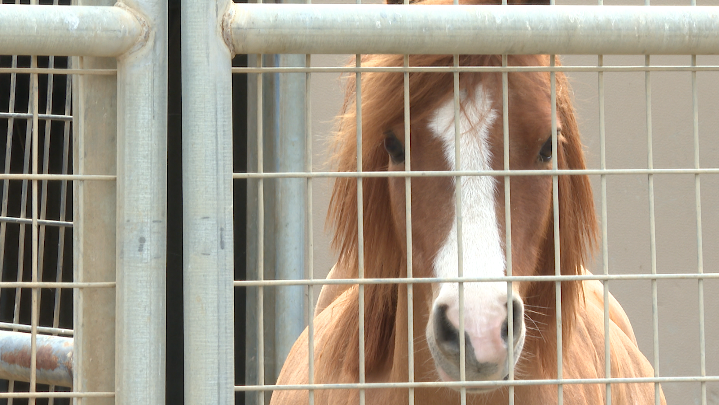 Large equestrian center to be built off Highway 246 - Vimarsana News