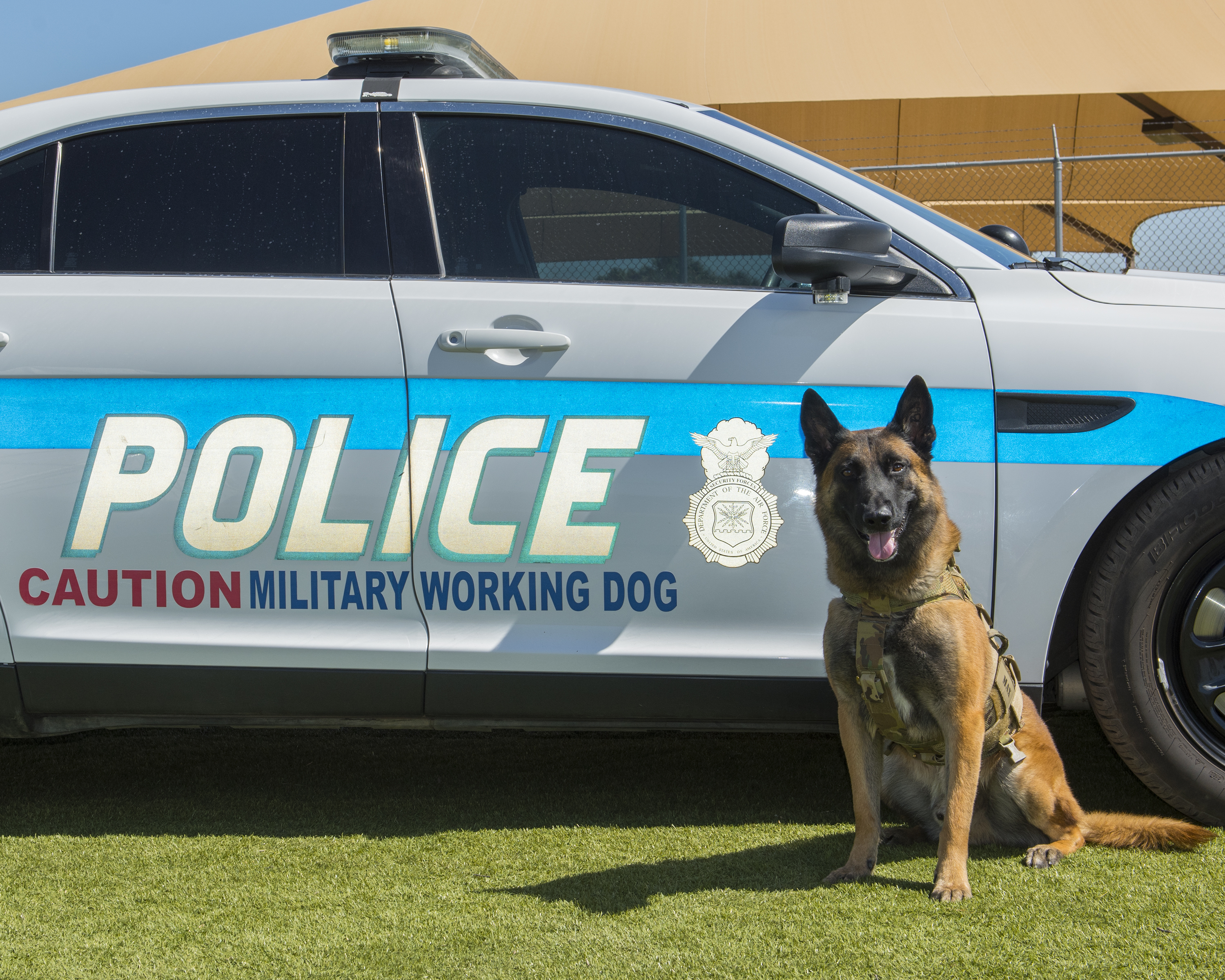 Report: lack of military working dogs bred in the United States could be a national security risk - Vimarsana News