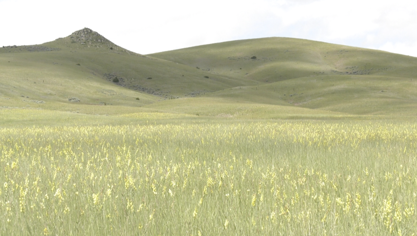 Students, landowners using insects to kill noxious weeds in Jefferson County - Vimarsana News