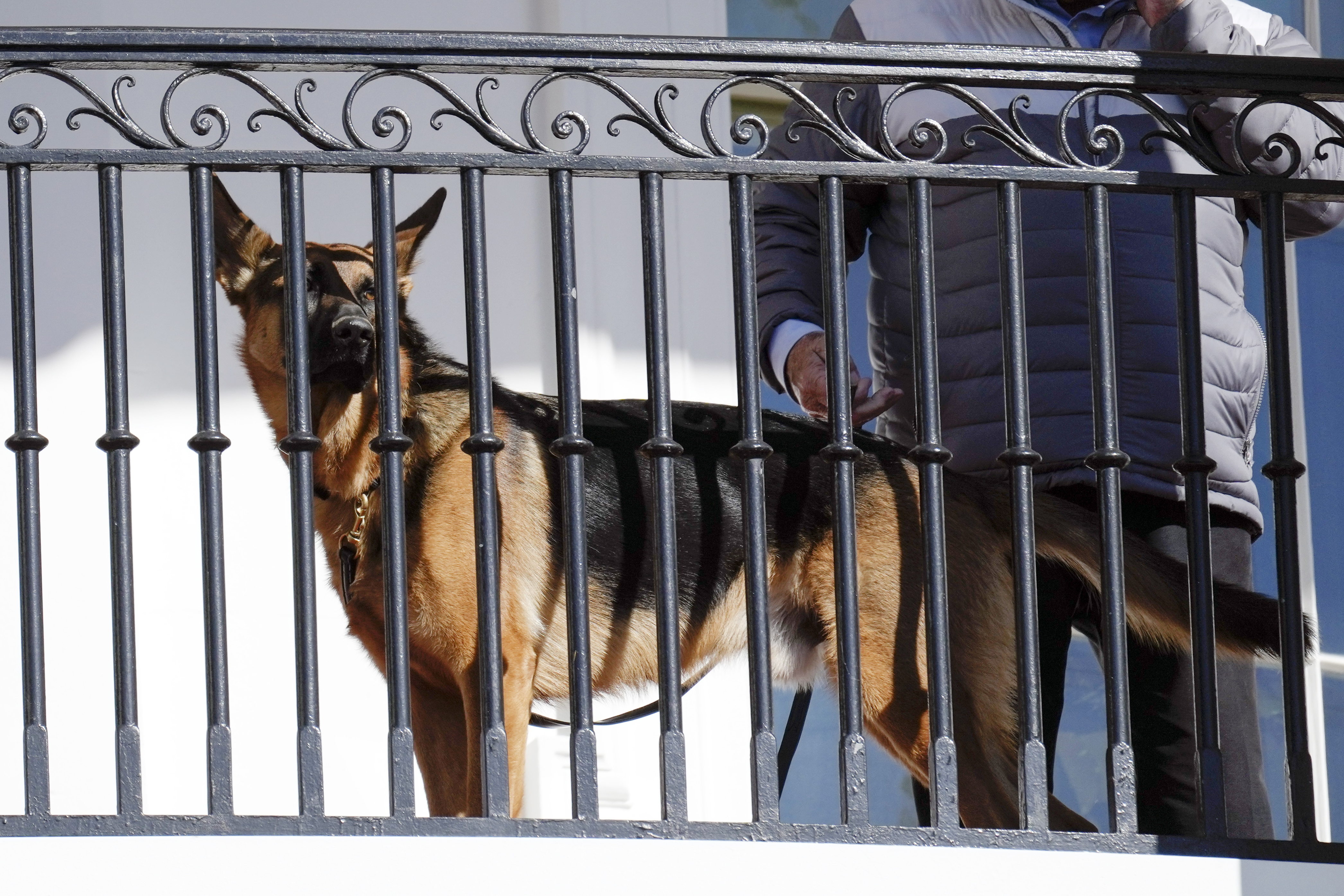 Biden's dog Commander has bitten Secret Service officers 10 times in four months - Vimarsana News