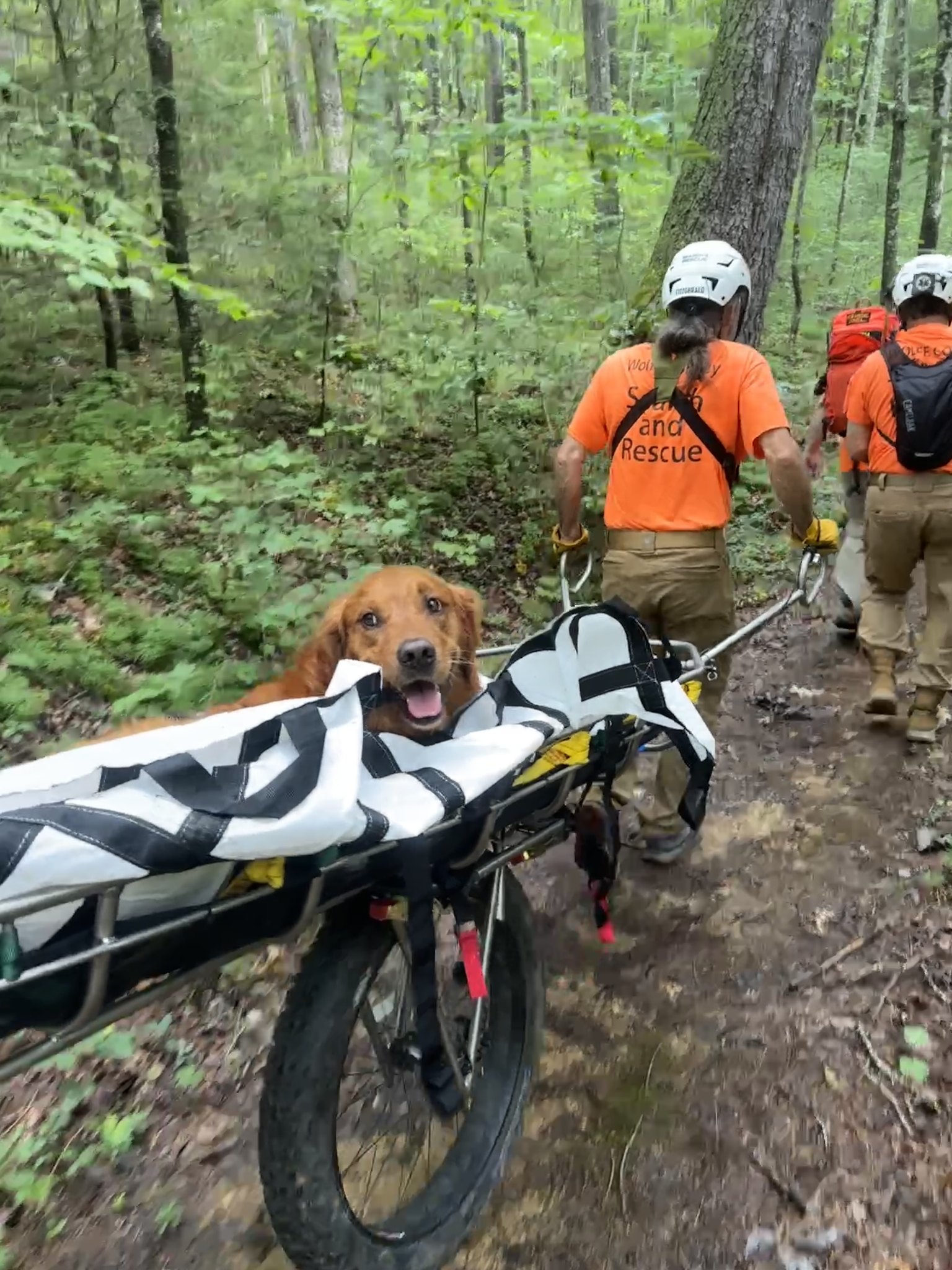 Dog bitten by copperhead is rescued in Wolfe County - Vimarsana News