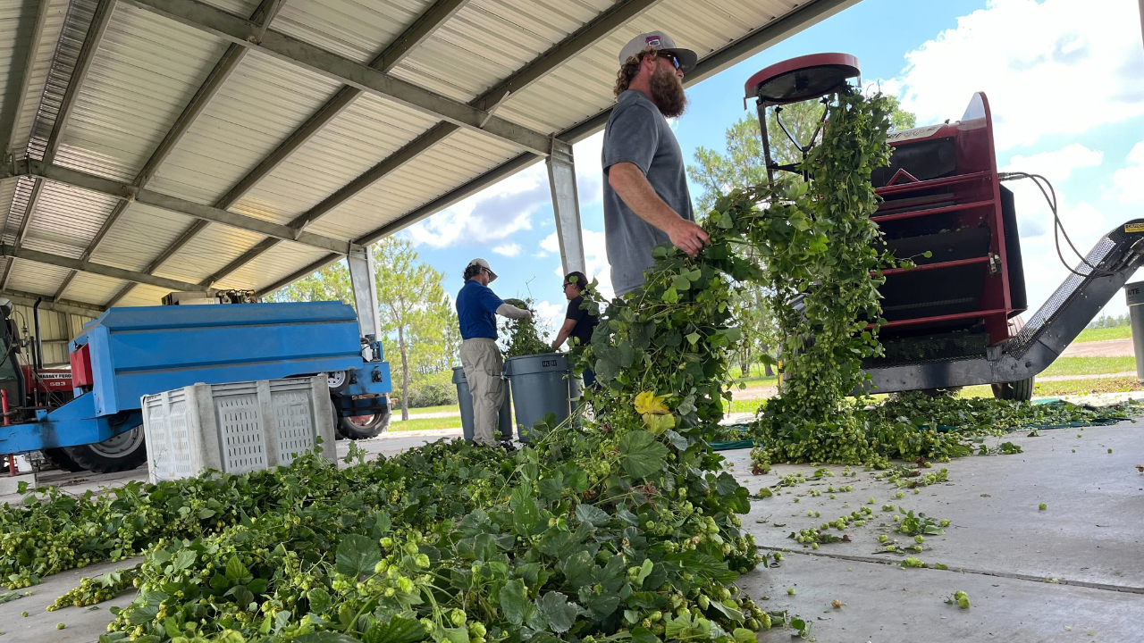UF/IFAS scientists revolutionizing future of beer in Florida - Vimarsana News