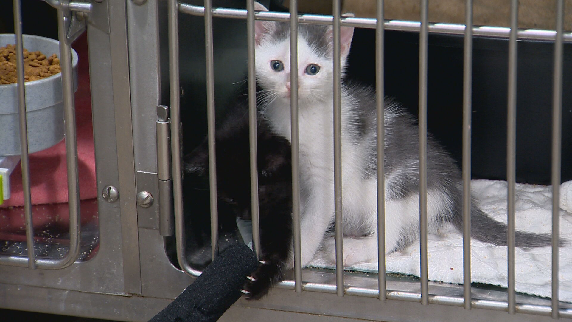 Animal rescue group responds to dozens of cats left on road in Marshall County - Vimarsana News