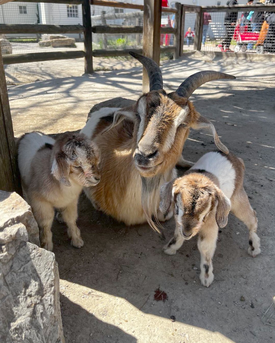 Kansas City Zoo & Aquarium welcomes 2 baby Arapawa goats - Vimarsana News