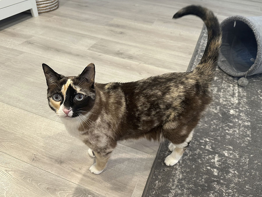 Utah cat with fondness for cardboard takes surprise trip to Calif. in Amazon box - Vimarsana News