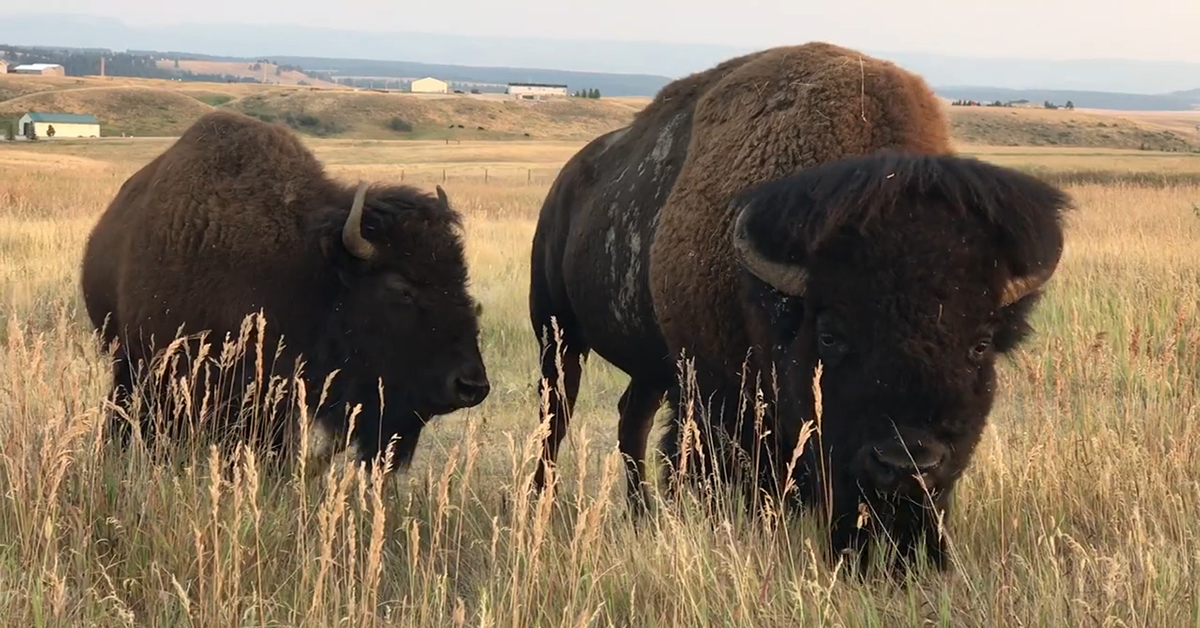 Montana Ag Network: Some Ranchers Frustrated with BLM Decision on Wild Bison - Vimarsana News