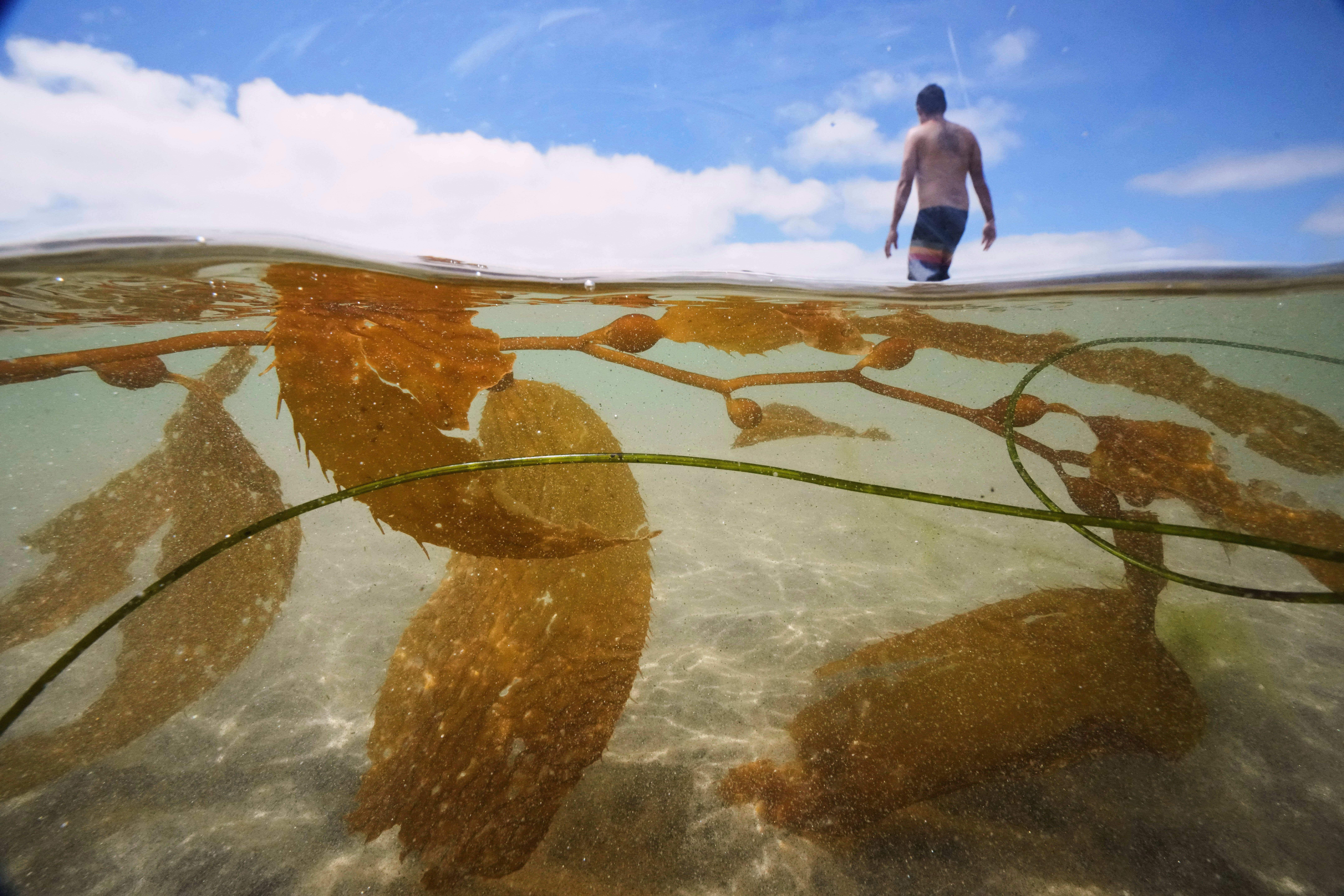 California officials allow plans for the country biggest kelp farm to move forward – Winnipeg Free Press