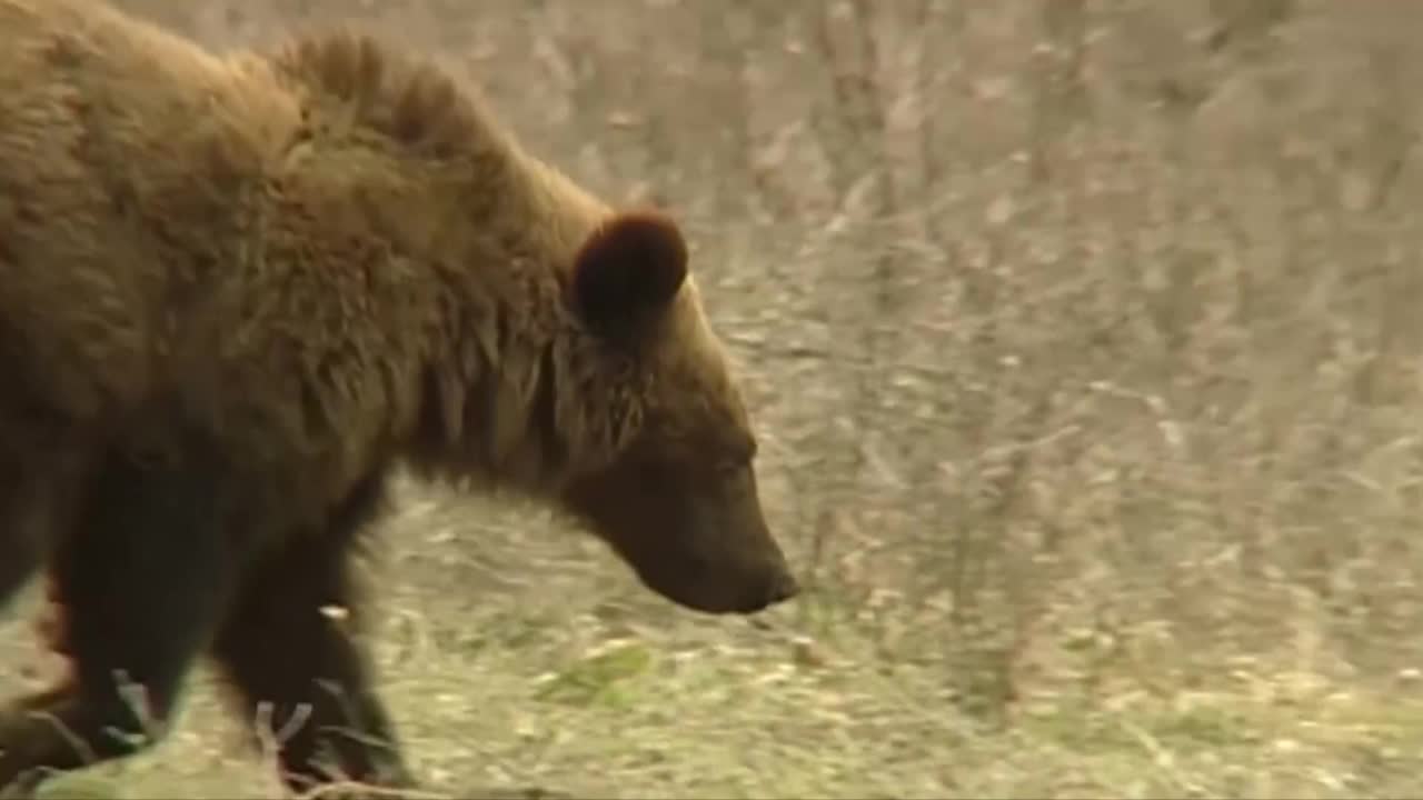 Idaho father and son sentenced after killing grizzly bear - Vimarsana News