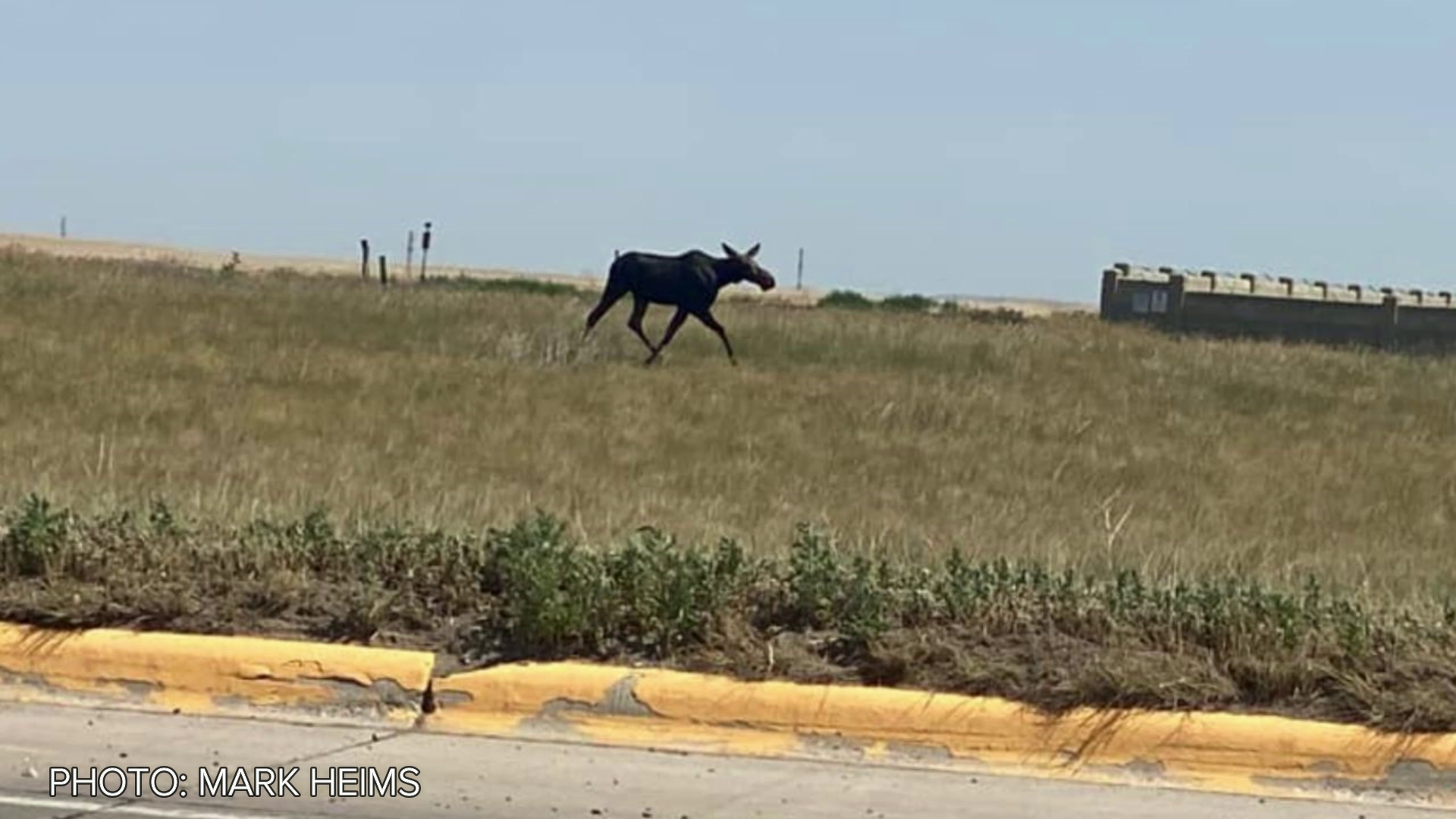 Cow and calf moose making their way through Great Falls - Vimarsana News