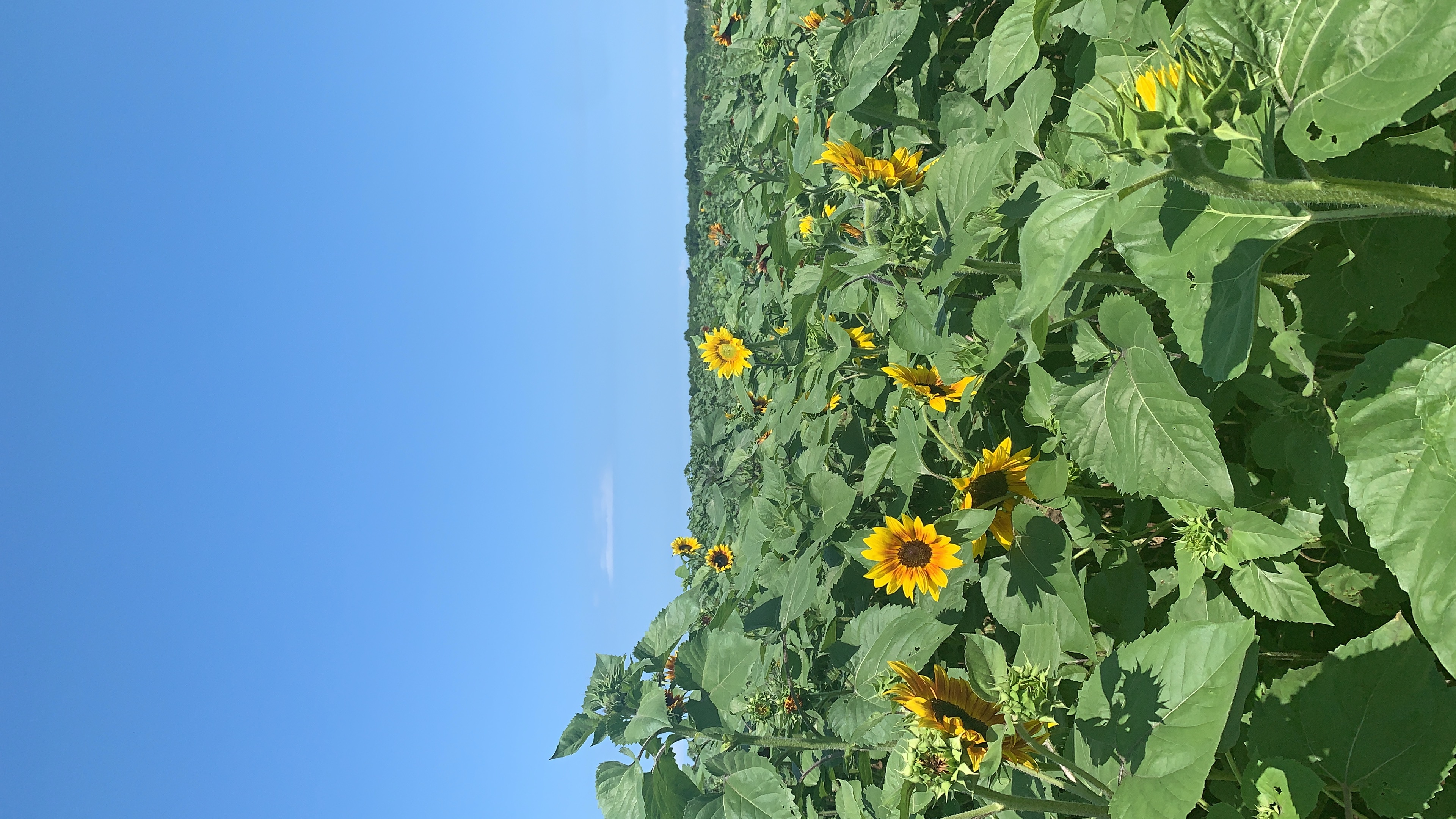 Sunflowers of Sanborn returning August 1 - Vimarsana News