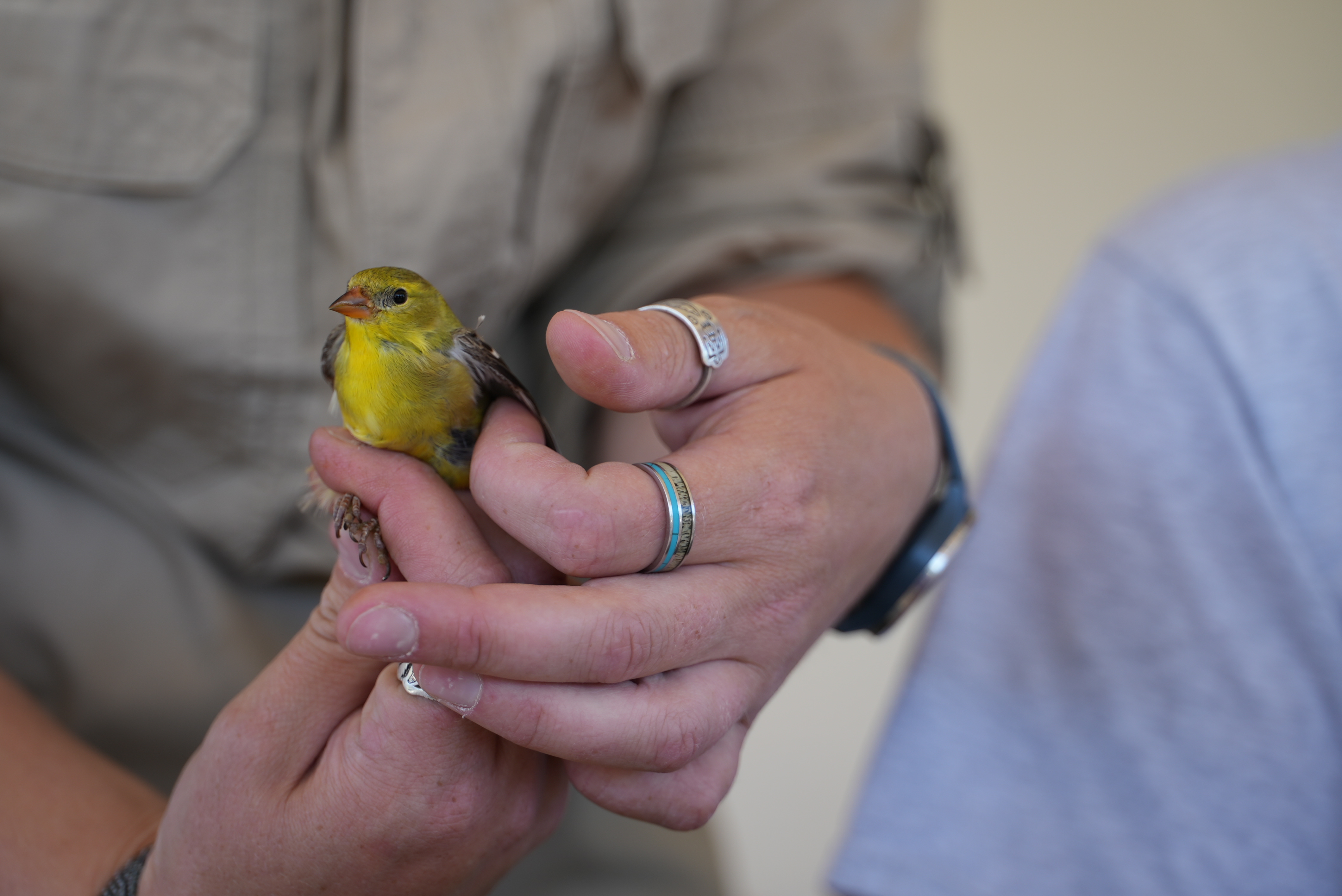 Bird banding at Montana Wild lets people view birds and science up close - Vimarsana News
