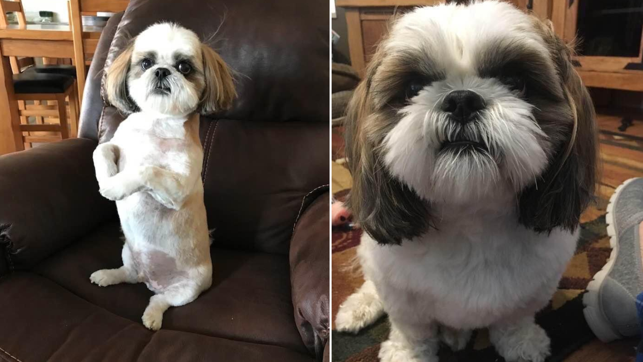 Dog missing after carjacking found safe - Vimarsana News
