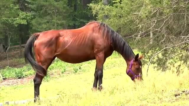 100+ horses rescued from farm in Shenandoah Co., Virginia - Vimarsana News