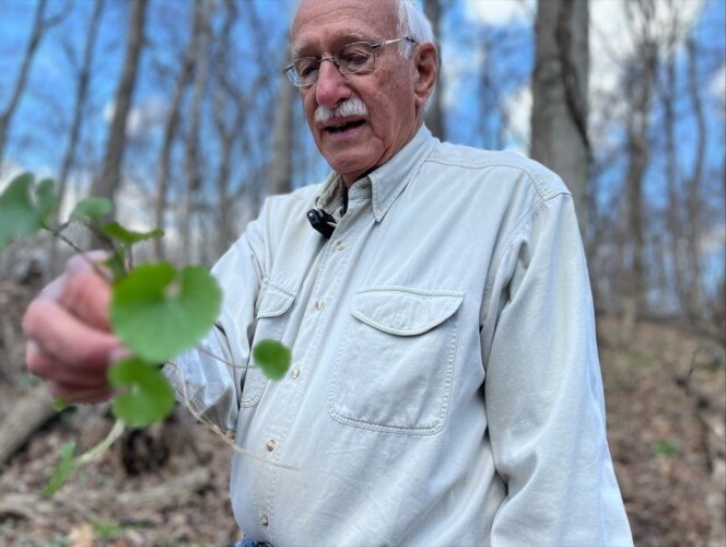 2 of every 5 acres of Cincinnati parks are covered with invasive plants - Vimarsana News