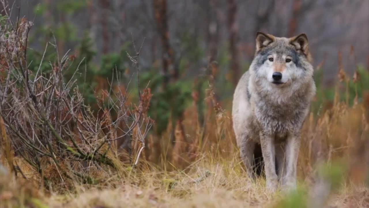 A Wilder View: The surprising truth about 'Alpha' wolves - Vimarsana News