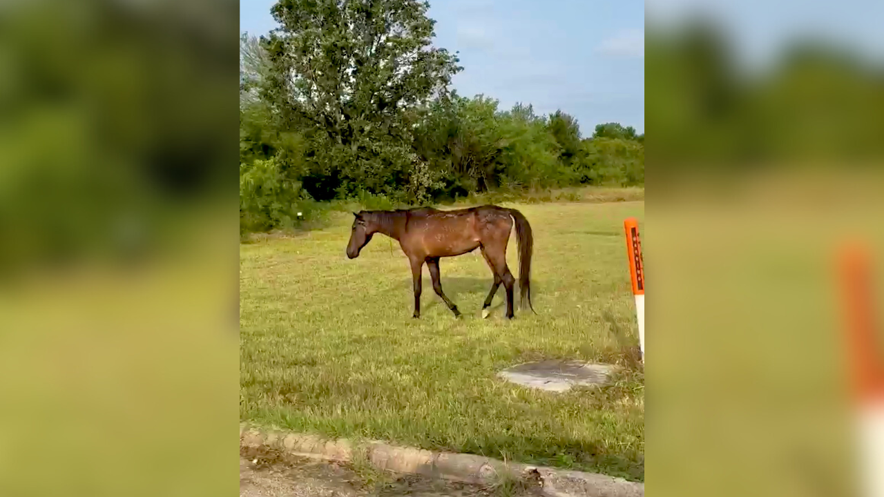 Marlin considers including hooved animals in an ordinance after horse incident - Vimarsana News