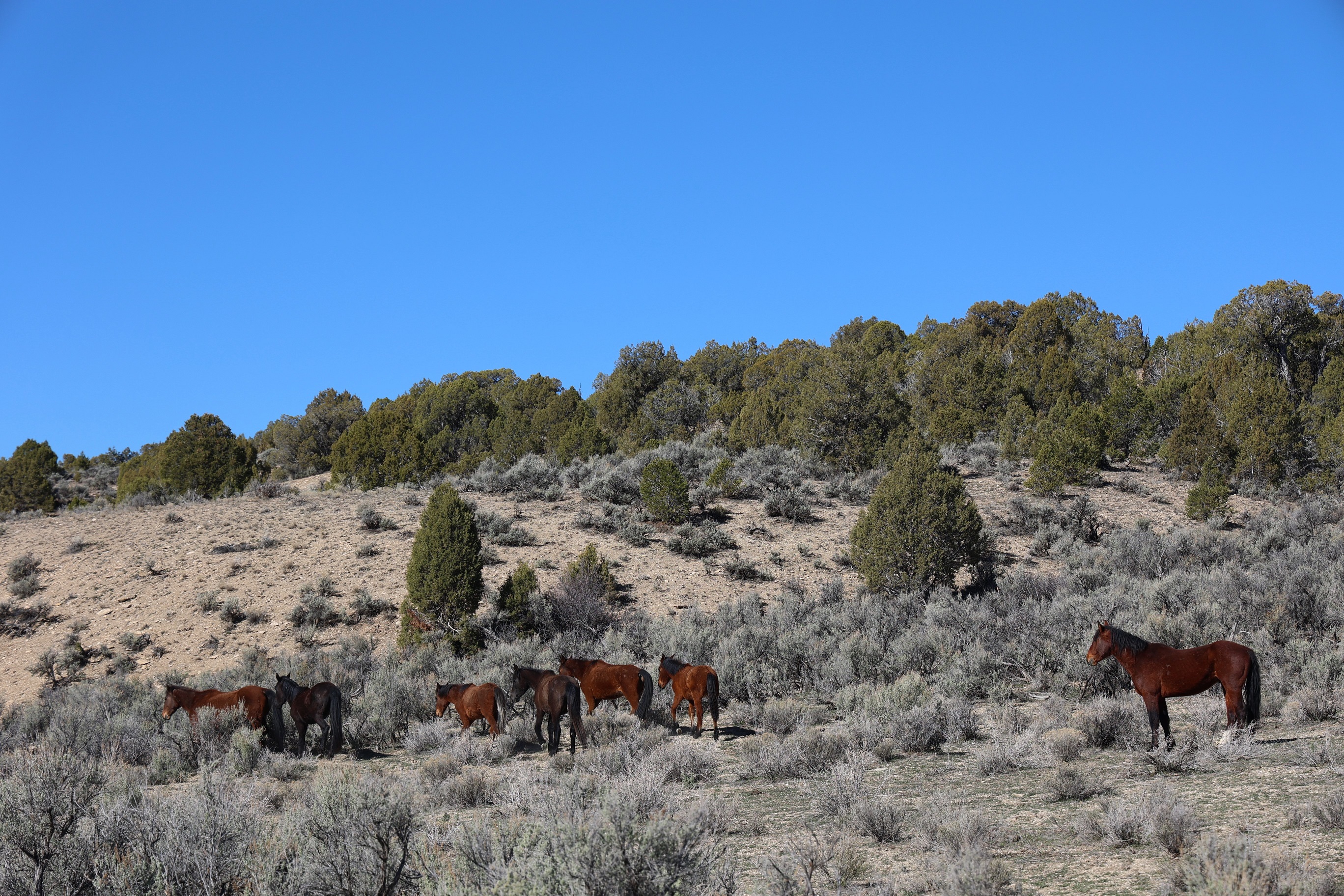 BLM conducting spring wild horse roundup in northwest Colo. - Vimarsana News