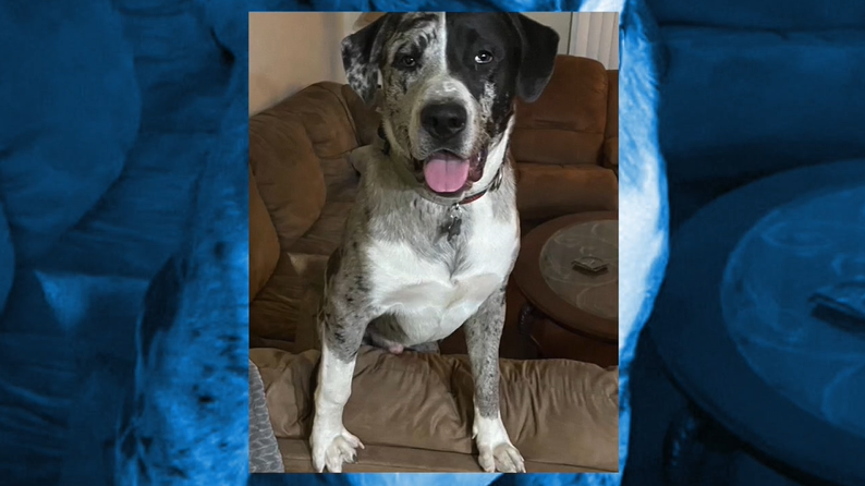 Valley roommate admits to dumping puppy out in the desert - Vimarsana News