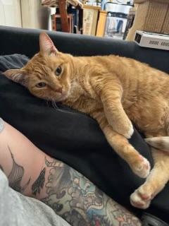 Pennsylvania family seeks help finding missing cat after camper accident on I-40 - Vimarsana News