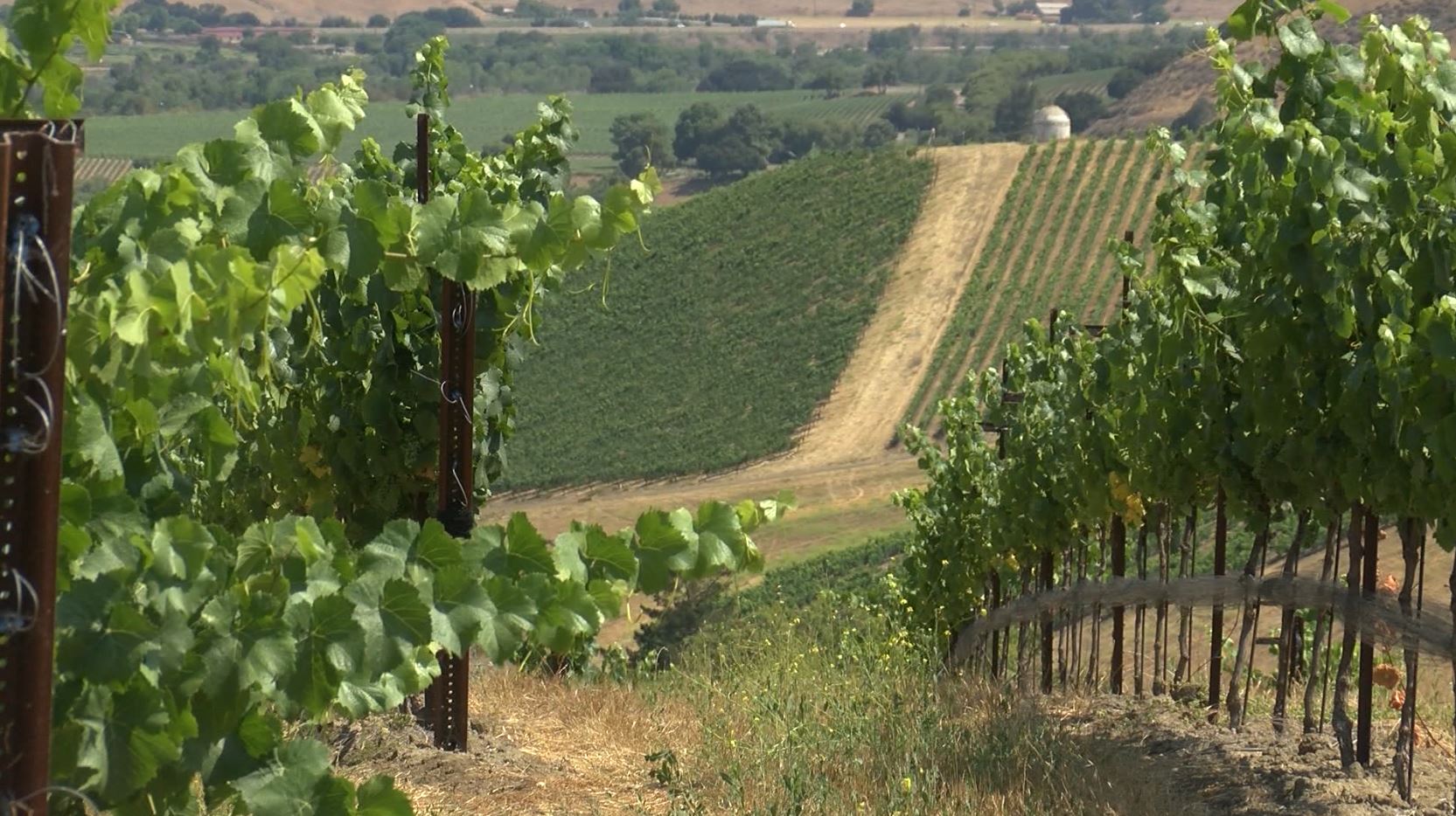 Buellton winery to host fundraiser for local mental health services - Vimarsana News