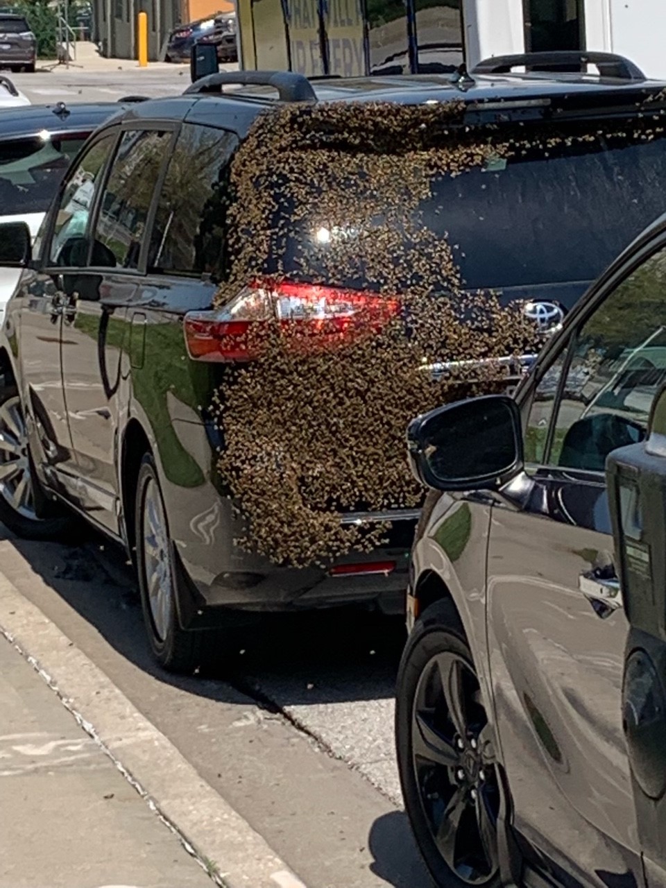 MO Hives KC clears swarm of bees from SUV on Tuesday - Vimarsana News