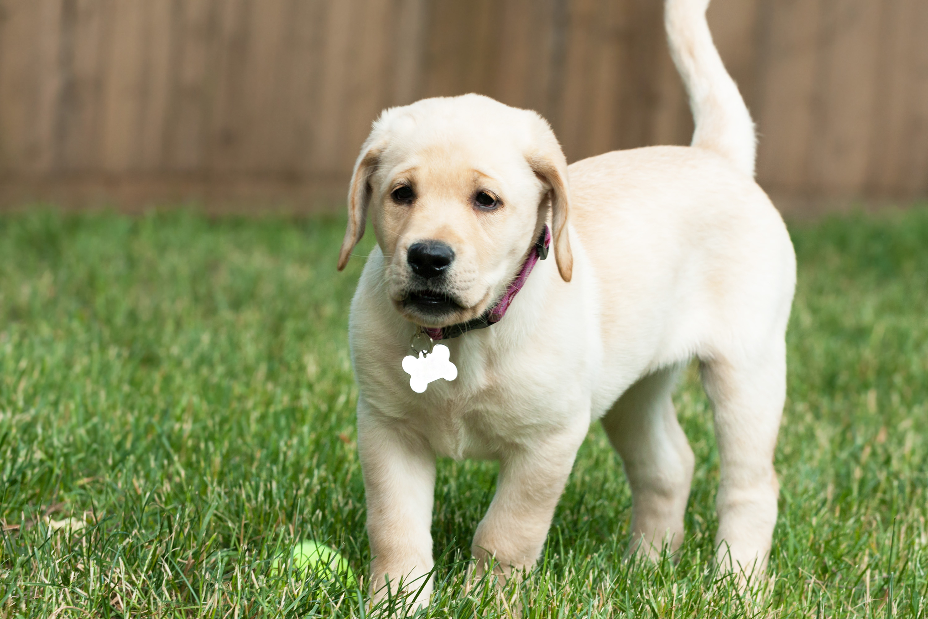 Dog-gone it! What to do if your dog and other pets get out - Vimarsana News