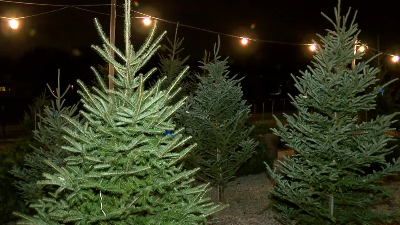 Free Christmas tree giveaway for those in need in the Town of Tonawanda - Vimarsana News