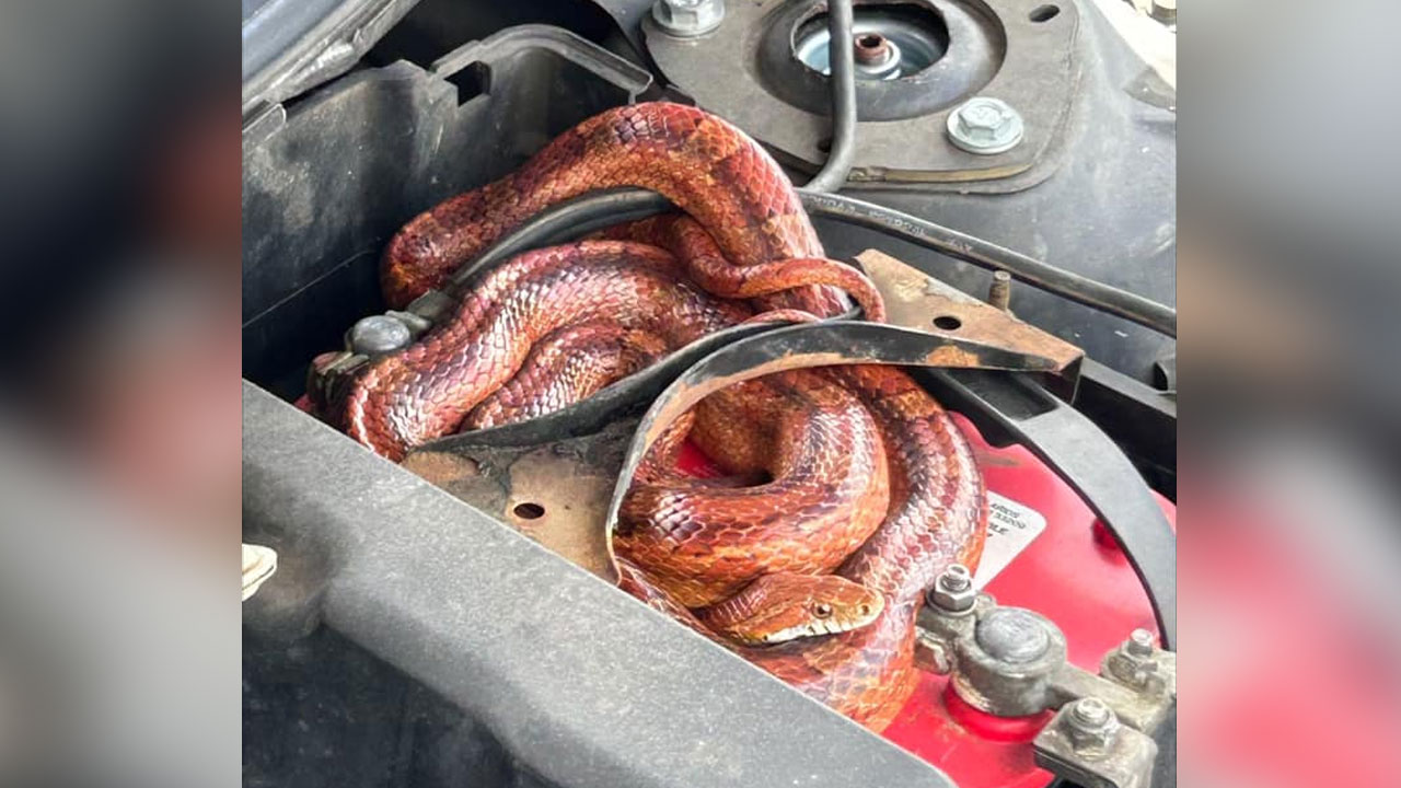Sheriff's office called about python finds something else - Vimarsana News