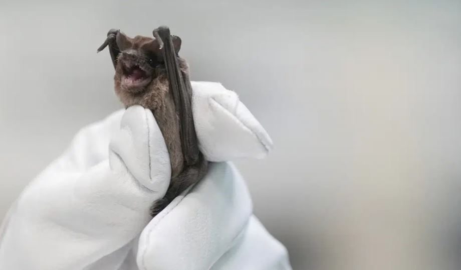 Bats plunge to ground in cold; saved by incubators, fluids - Vimarsana News