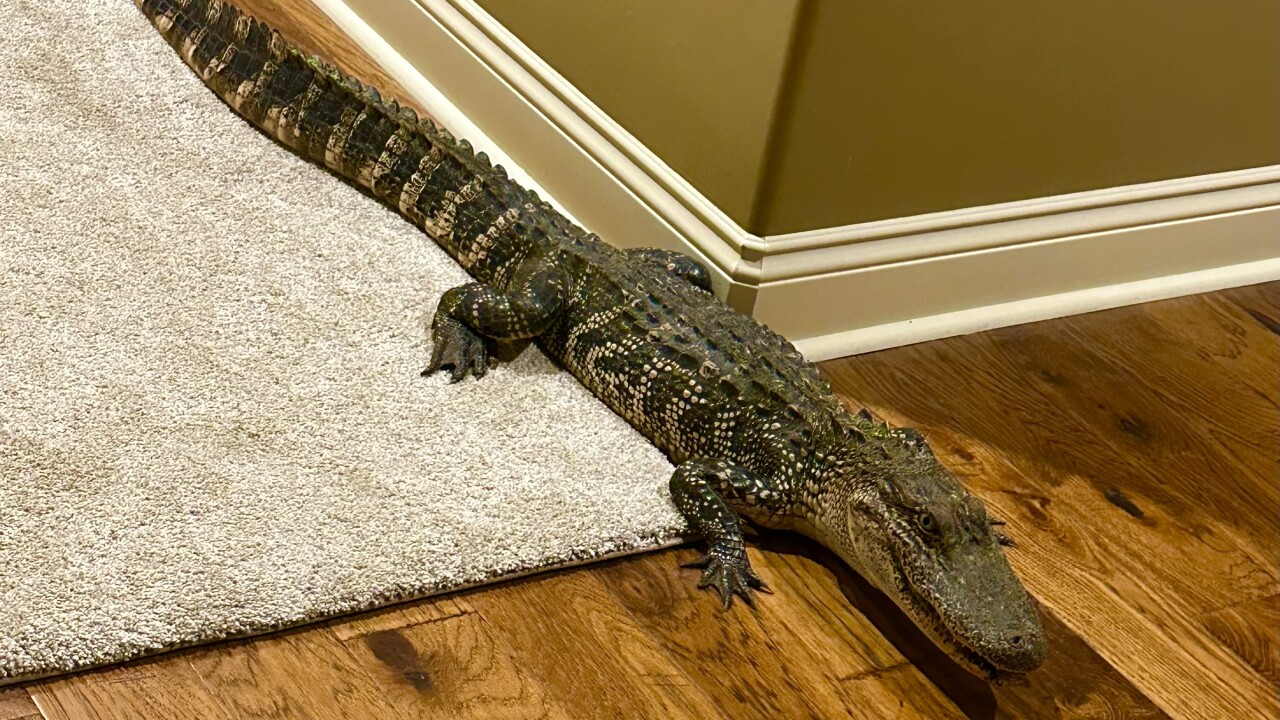 After moving from Arizona, couple finds alligator inside Louisiana home - Vimarsana News