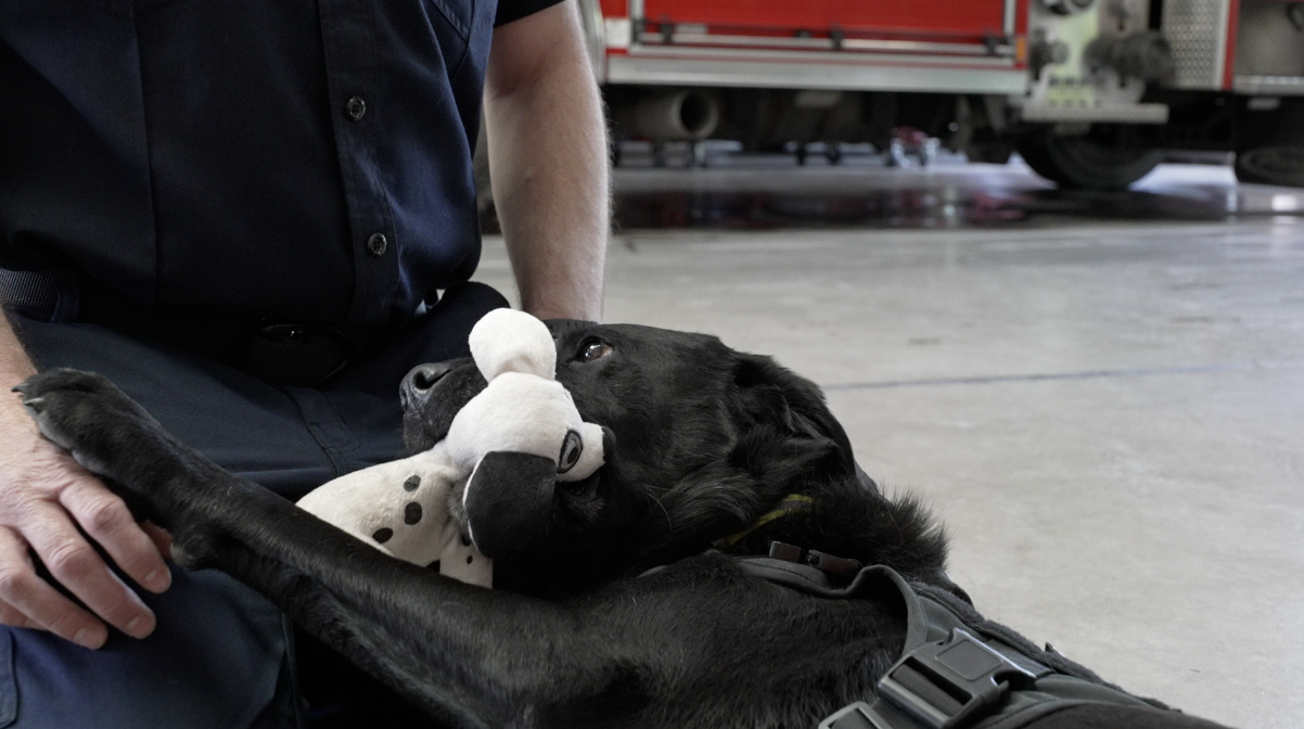 City of Missoula Fire Department adds therapy dog to its team - Vimarsana News