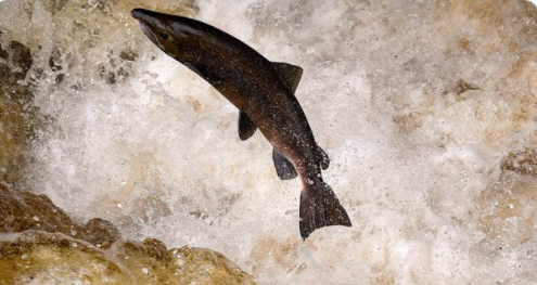 The numbers of freshwater fish are rapidly dropping, this will affect the lives of millions - Vimarsana News