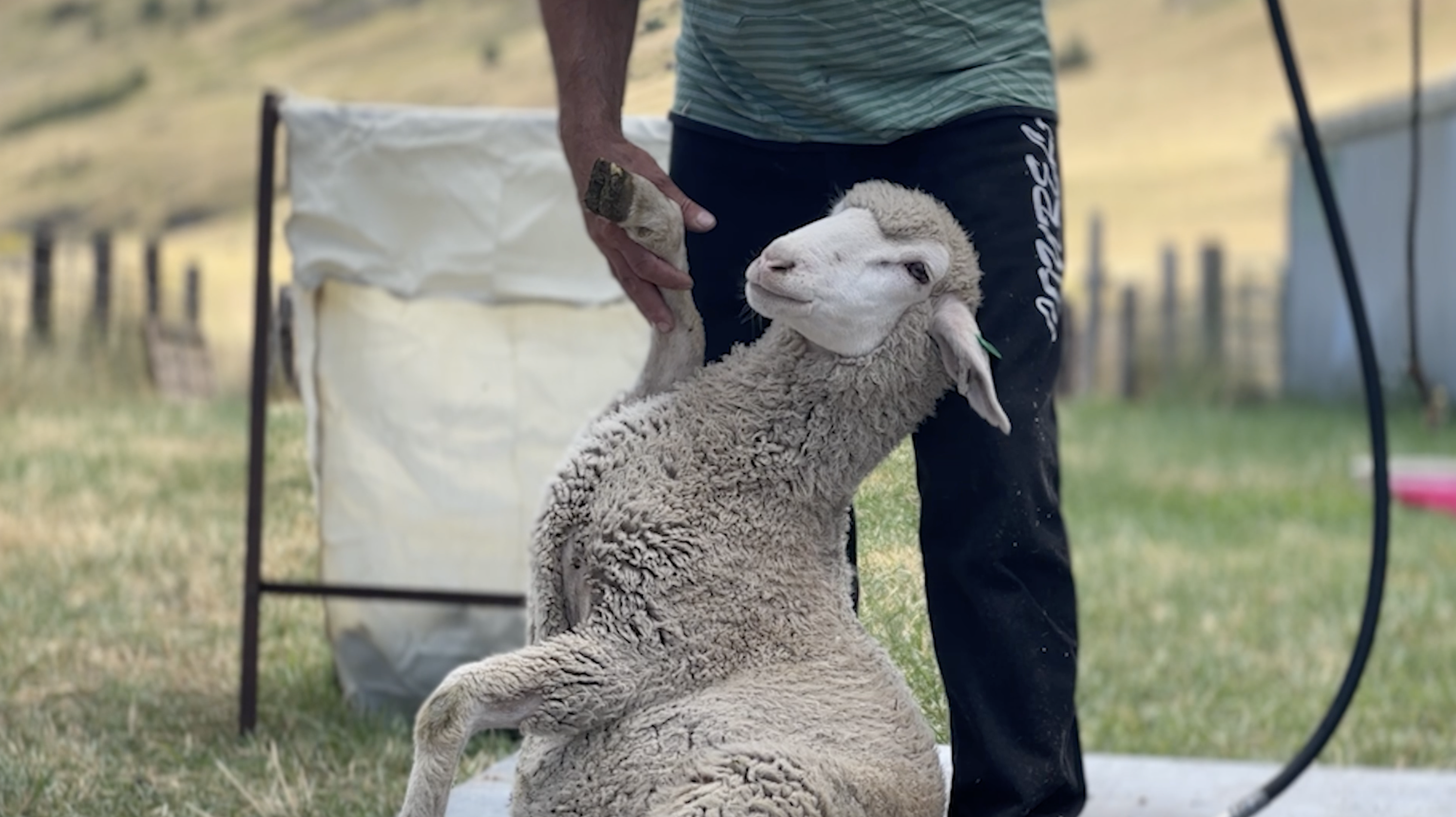 Montana Ag Network: Highlighting the sheep industry - Vimarsana News