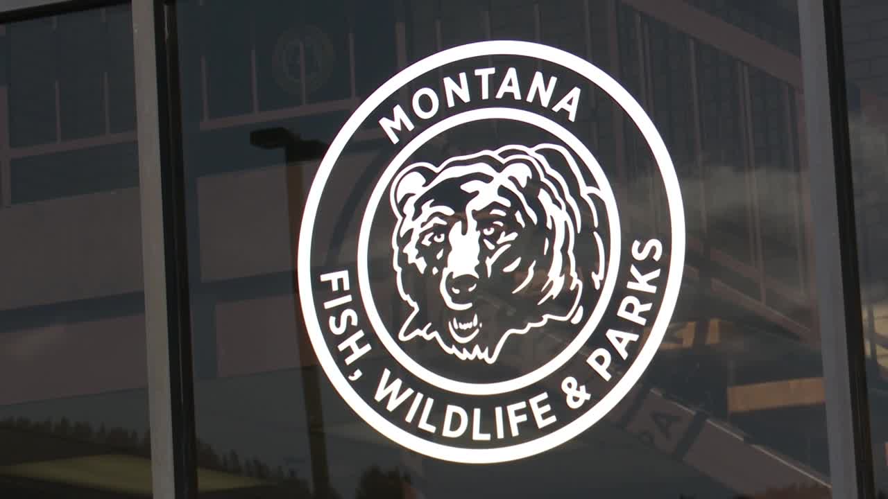 Grizzly bear euthanized in Eureka area of Lincoln County - Vimarsana News