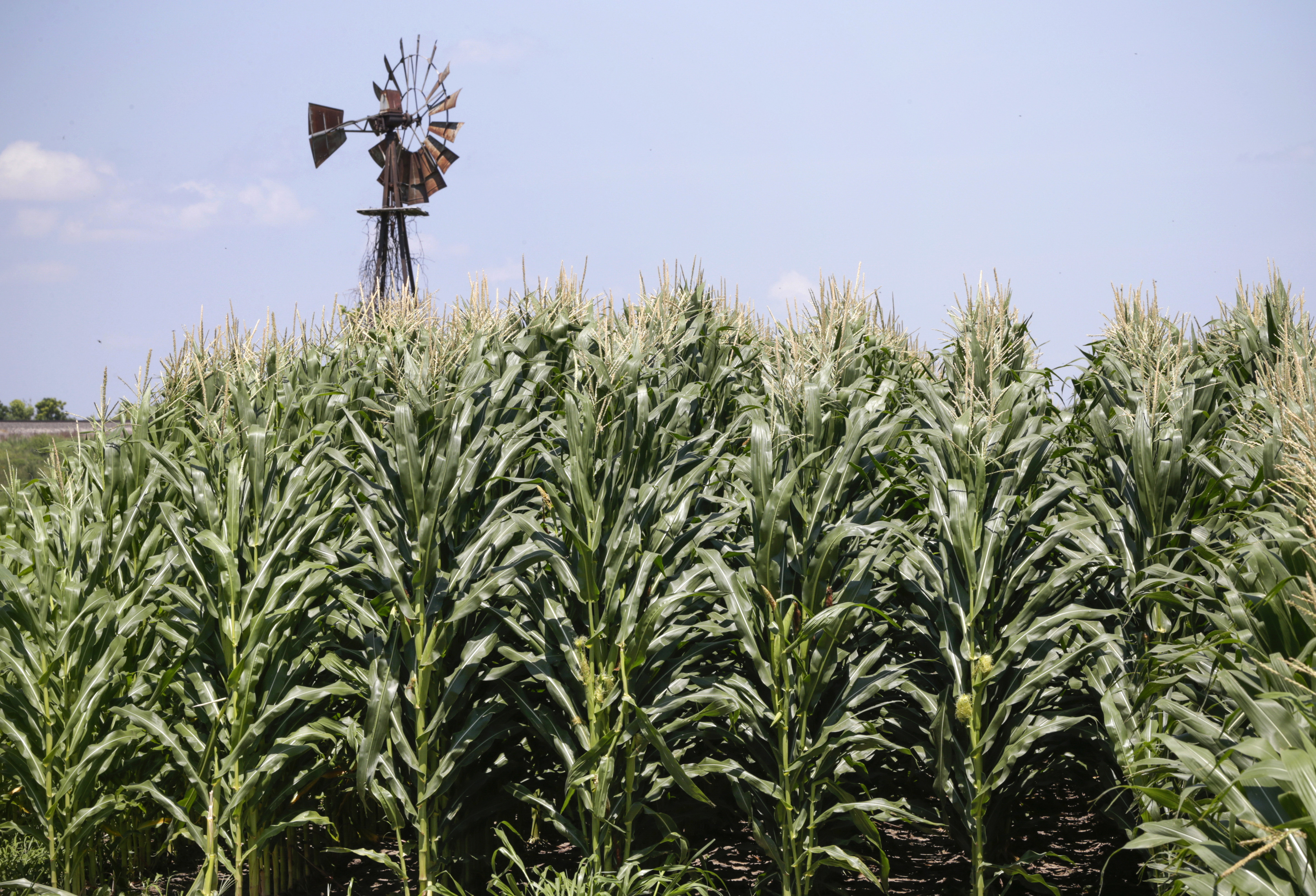 Senators open debate on bill seeking greater use of corn-based ethanol - Vimarsana News