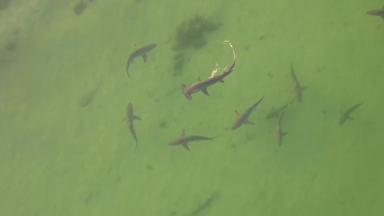 Drone pilot captures hammerhead shark cruising through shallow water - Vimarsana News