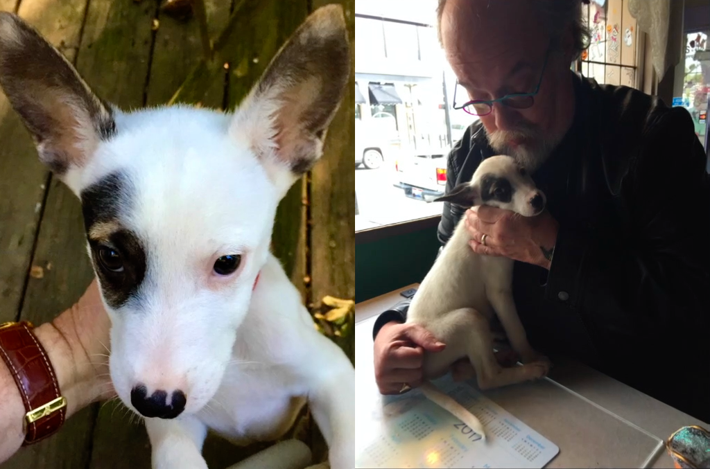 How puppy love brought a drug-resistant, life-threatening infection into an Oxford home - Vimarsana News