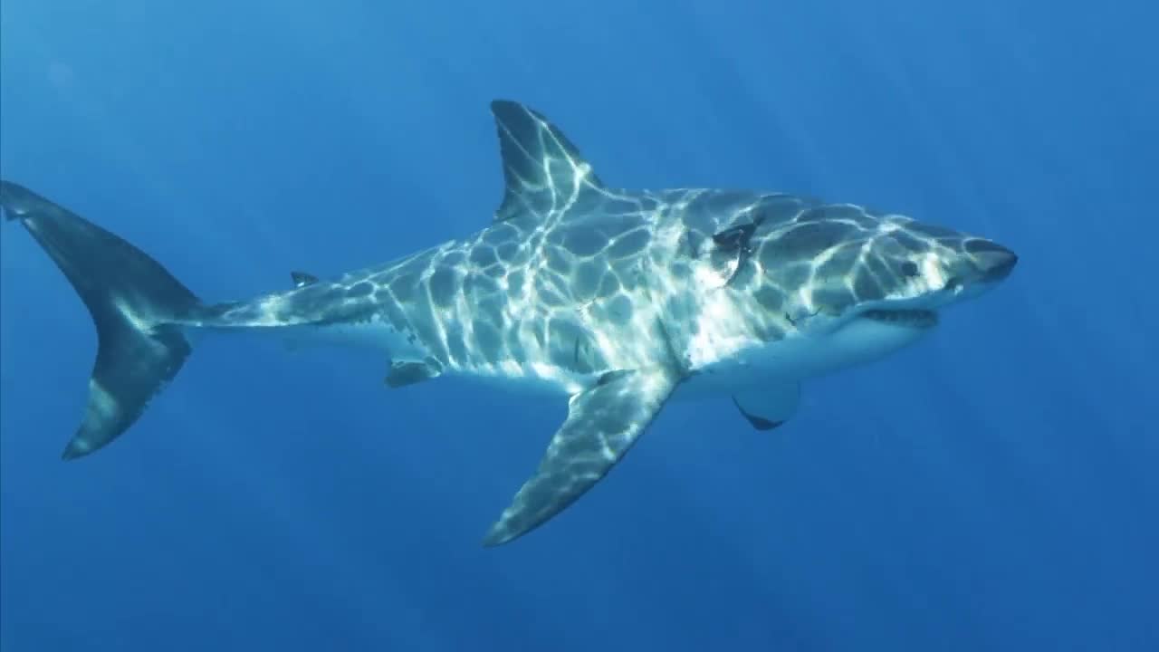 A Wilder View: Impact of 'Jaws' endures beyond the silver screen - Vimarsana News