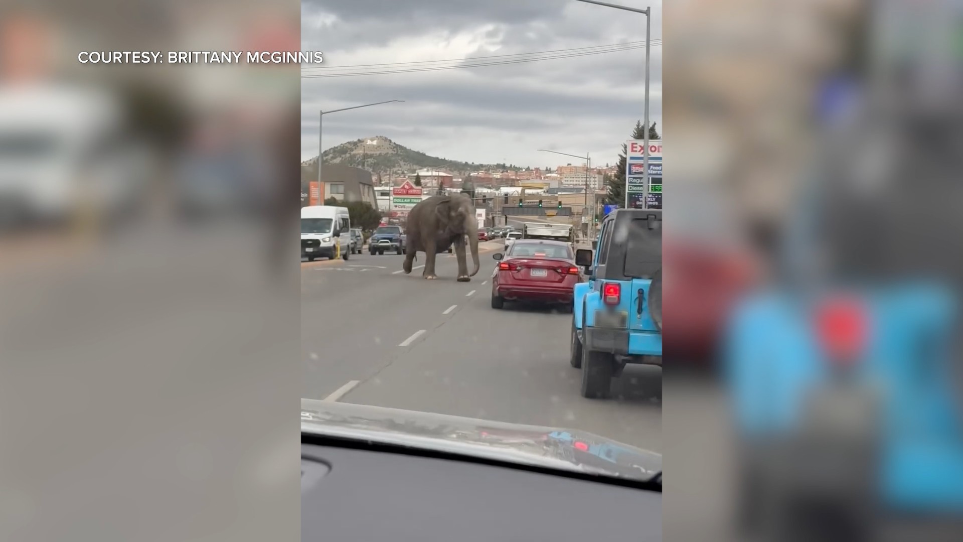 PETA claims elephant that ran loose in Butte has been subject to years of abuse - Vimarsana News